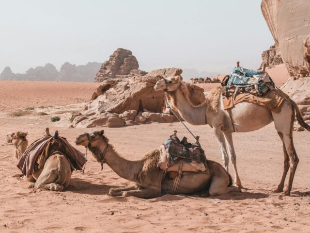 Walking Through Fading Royal Stories