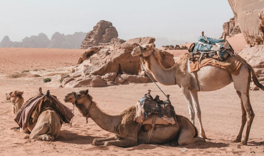 Walking Through Fading Royal Stories