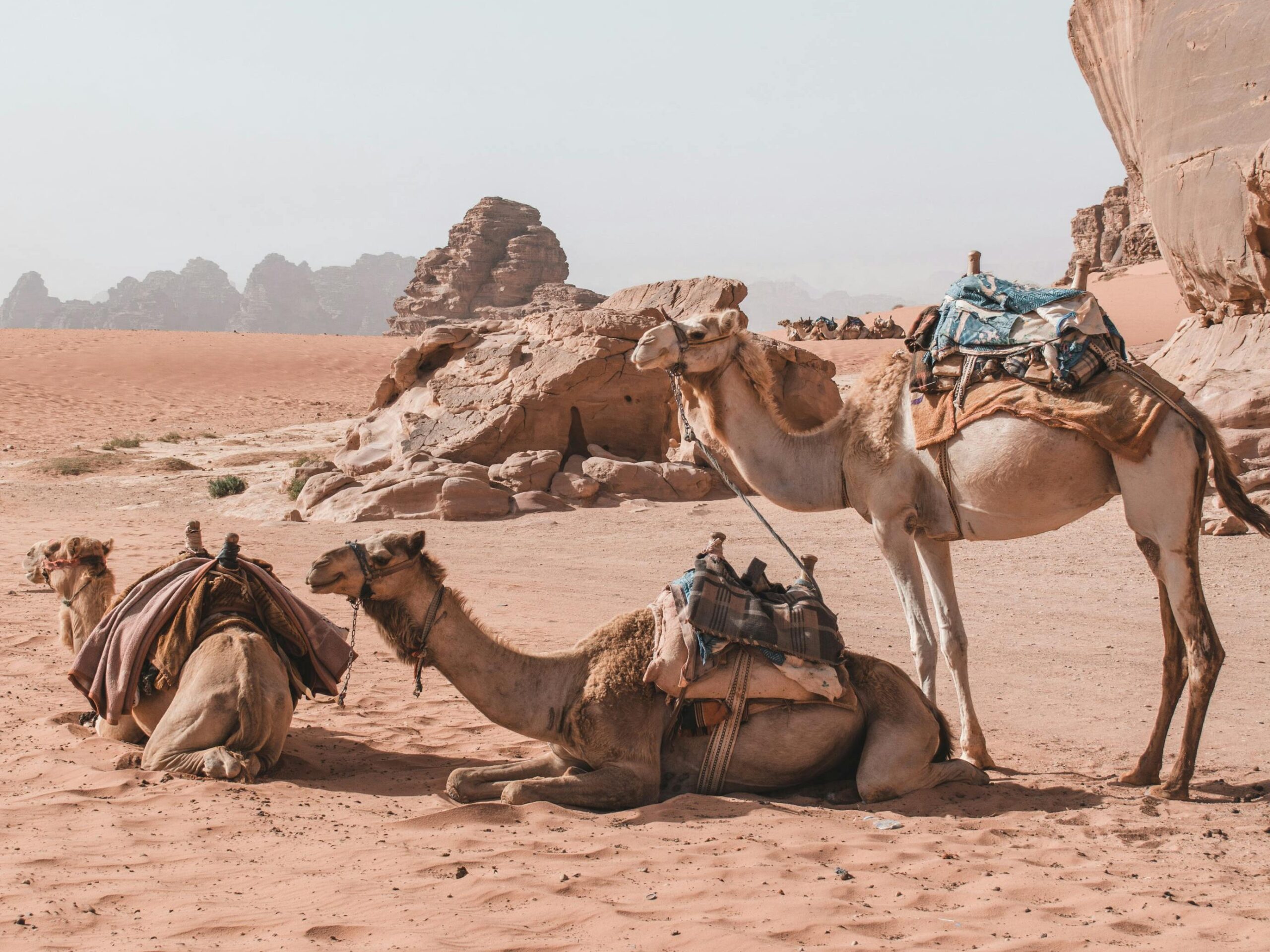 Desert & Forgotten Kingdoms