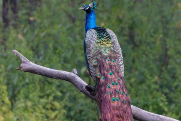 Forests & Wild India