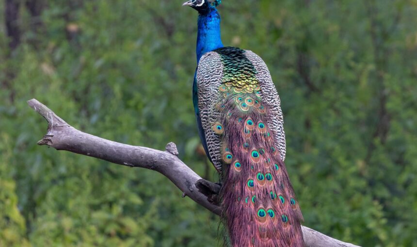 Staying Where the Jungle Breathes