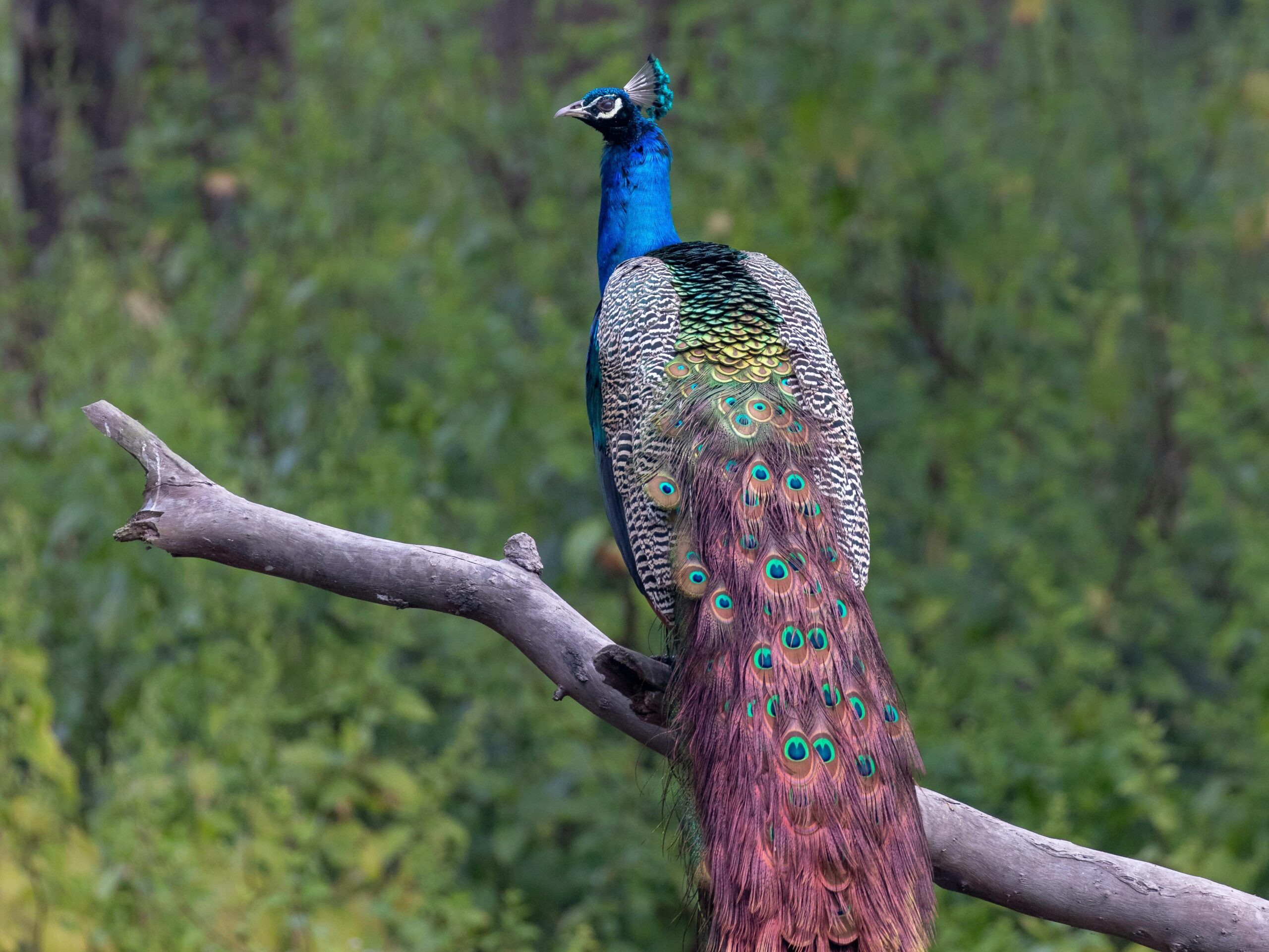 Forests & Wild India