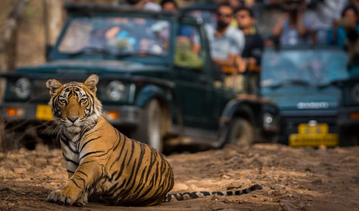 Ranthambore Travel Guide: How to Experience the Forest Without Expecting It to Perform for You